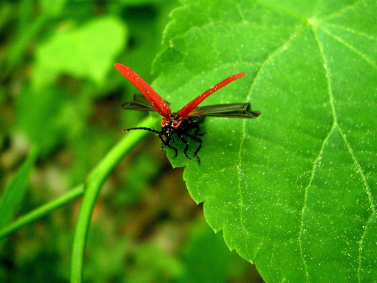 dlhoústec červený  Dictyoptera aurora