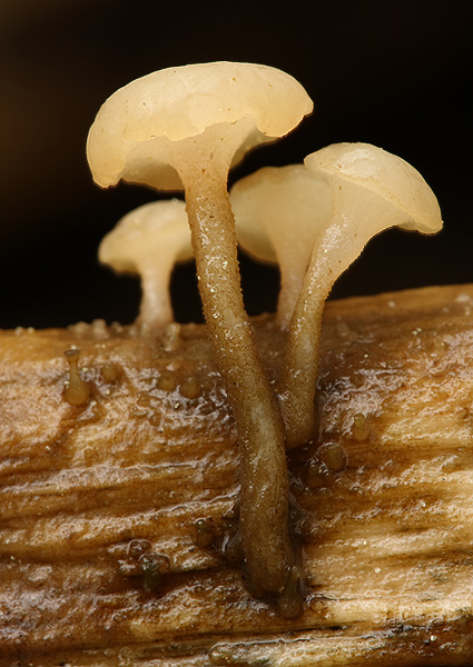 vodnička obyčajná Cudoniella clavus (Alb. & Schwein.) Dennis