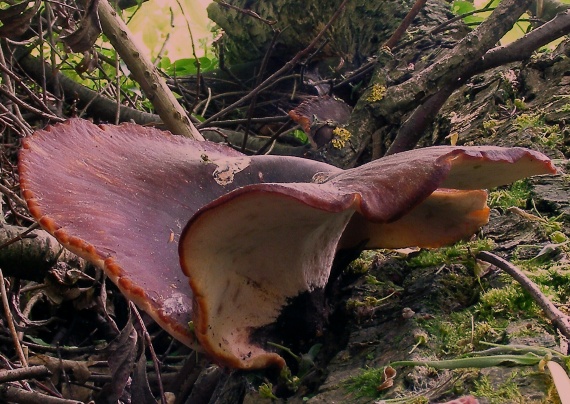trúdnik tmavohlúbikový Royoporus badius (Pers.) A.B. De