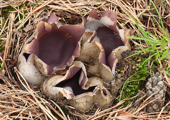 tulipánovka fialová Sarcosphaera coronaria (Jacq.) J. Schröt.