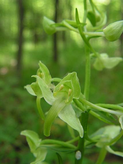 vemenník zelenkastý Platanthera chlorantha (Custer) Reinchenb.