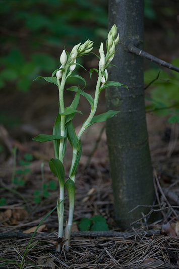 prilbovka biela  Cephalanthera damasonium (Mill.) Druce