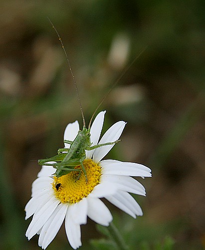 kobylka zelená Locusta viridissima