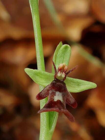 hmyzovník  Ophrys insectifera L.