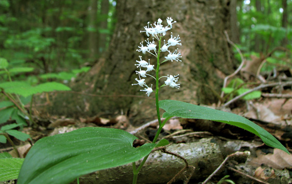 tôňovka dvojlistá (Maianthemum bifolium)