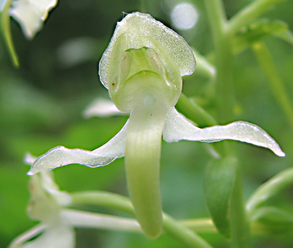 vemenník dvojlistý  (Platanthera bifolia)
