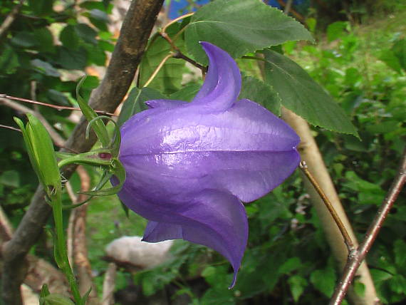 zvonček broskynolistý  Campanula persicifolia L.