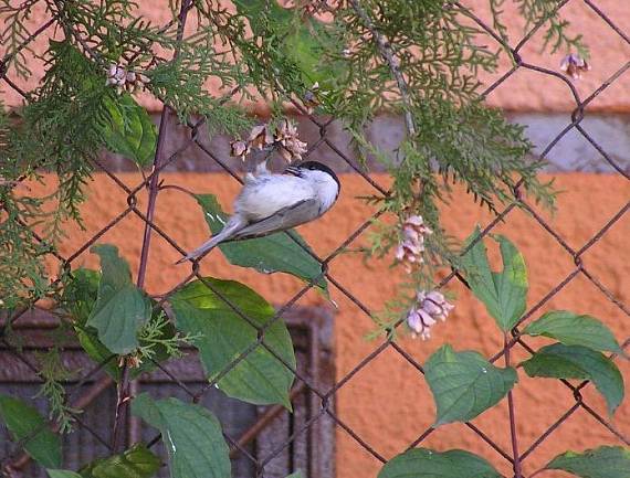 sýkorka lesklohlavá parus palustris