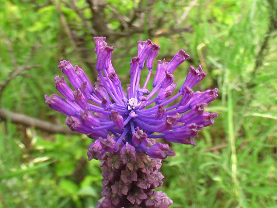 modrica chocholatá  Leopoldia comosa (L.) Parl.