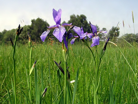 kosatec sibirský Iris sibirica L.