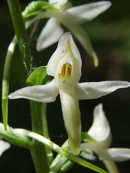 vemenník dvojlistý  Platanthera bifolia (L.) Rich.
