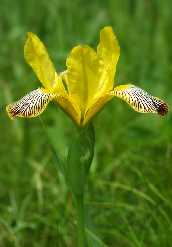 kosatec dvojfarebný - kosatec různobarvý Iris variegata L.