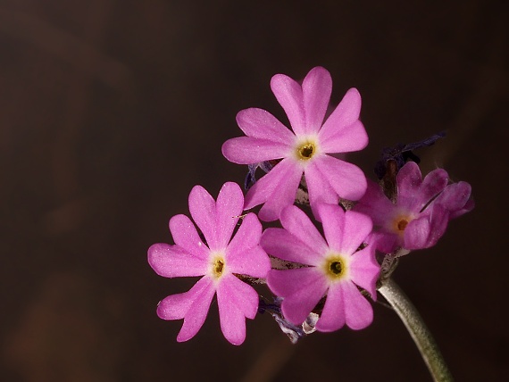 prvosienka Primula farinosa L.