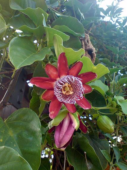 mučenka - tropický kvet a mladé plody  Passiflora alata