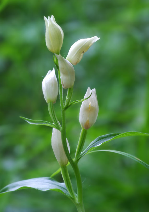 prilbovka biela - okrotice bílá Cephalanthera alba