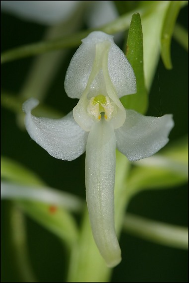 vemennik dvojlisty Platanthera bifolia (L.) Rich.