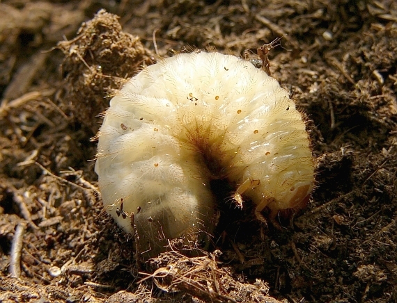 larva zlatoňa obyčajného