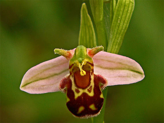 hmyzovník Ophrys apifera Huds.