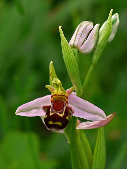 hmyzovník Ophrys apifera Huds.