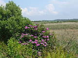 rododendrony from ireland