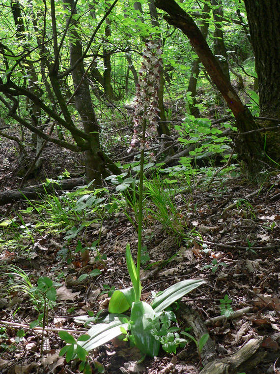 vstavač purpurový Orchis purpurea Huds.