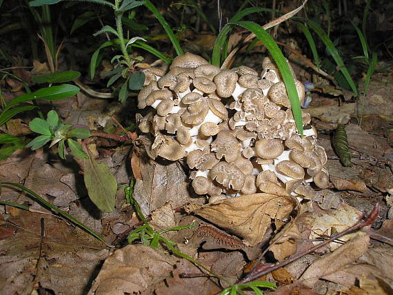 trúdnik klobúčkatý Polyporus umbellatus (Pers.) Fr.