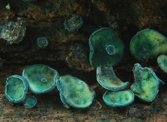 zelenica obyčajná Chlorociboria aeruginosa (Oeder) Seaver ex C.S. Ramamurthi, Korf & L.R. Batra