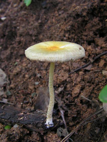 hnojovec žltý Bolbitius vitellinus (Pers. ex Fr.) Fr.