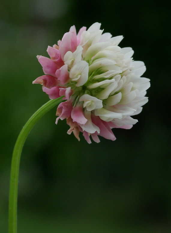 ďatelina hybridná - jetel zvrhlý Trifolium hybridum L.