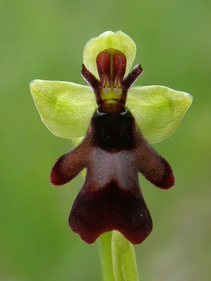 hmyzovník muchovitý Ophrys insectifera L.