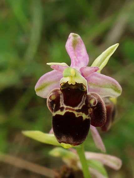 hmyzovník  Ophrys holubyana András.