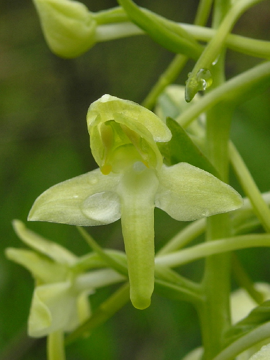vemenník zelenkastý Platanthera chlorantha  (Custer) Reinchenb.