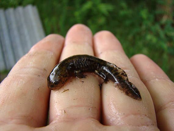 salamandra škvrnitá Salamandra salamandra