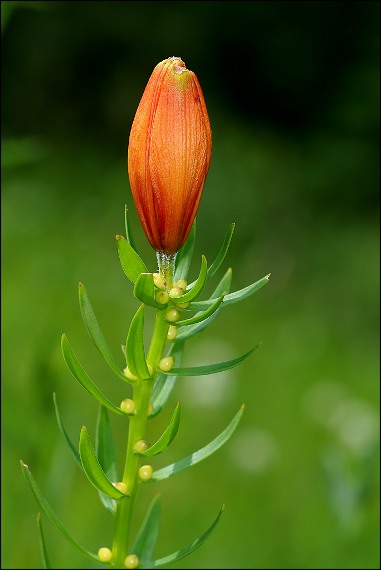 ľalia cibuľkonosná Lilium bulbiferum  L.