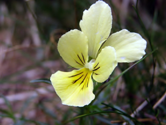 fialka žltá sudetská -violka žlutá  sudetská Viola lutea subsp. sudetica (Willd.) Nyman