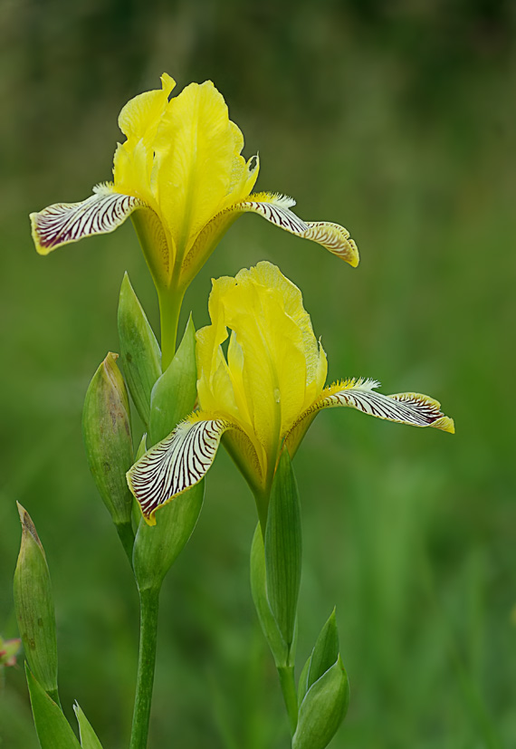 kosatec dvojfarebný - kosatec dvoubarevný Iris variegata L.