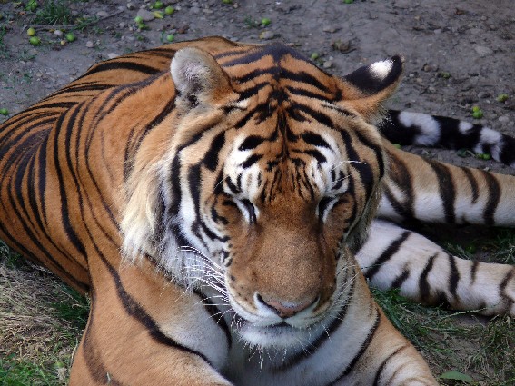 tiger sibírsky (ussurijský)