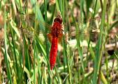 vážka červená - samček