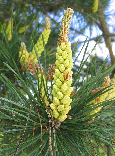 borovica lesná (sosna) Pinus sylvestris L.