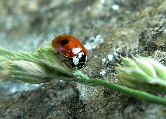 lienka dvojbodková Coccinella bipunctata