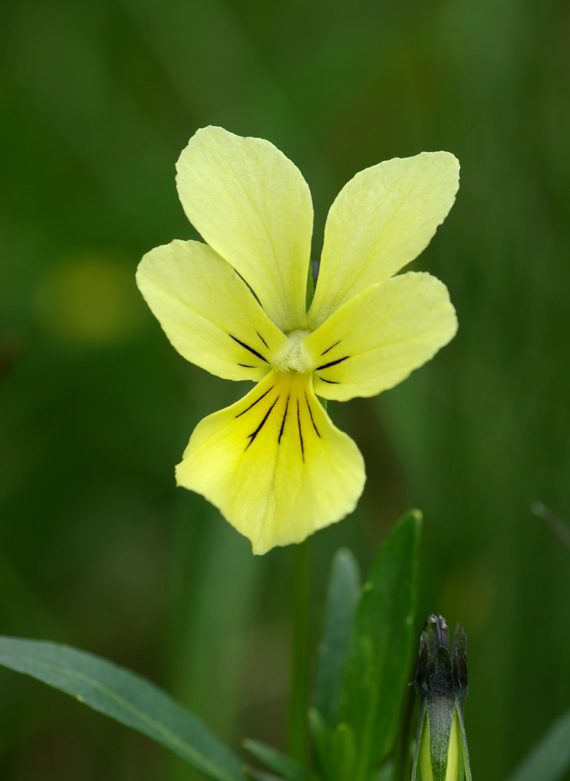 fialka žltá sudetská - violka žlutá sudetská Viola lutea subsp. sudetica (Willd.) Nyman