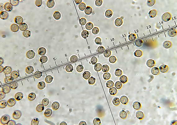 slizovka Cribraria mirabilis (Rostaf.) Massee
