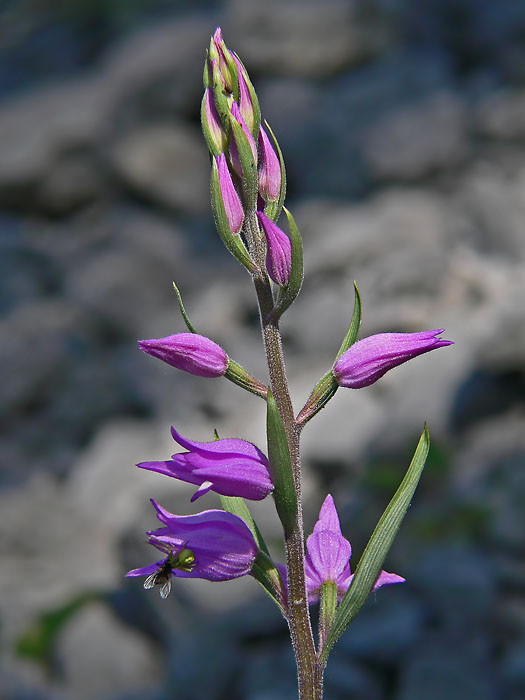prilbovka Cephalanthera rubra (L.) Rich.