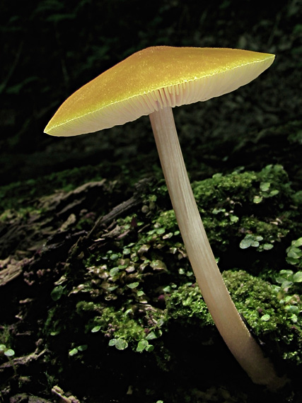 štítovka žltá Pluteus leoninus (Schaeff.) P. Kumm.