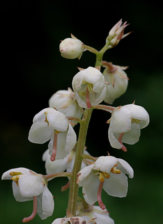 hruštička okrúhlolistá - hruštička okrouhlolistá Pyrola rotundifolia L.