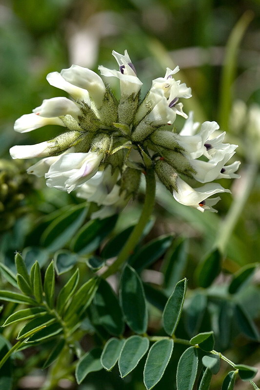 kozinec južný Astragalus australis  (L.) Lam.