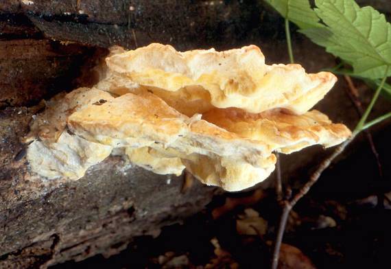 sírovec žlutooranžový - Sírovec obyčajný Laetiporus sulphureus (Bull.) Murrill