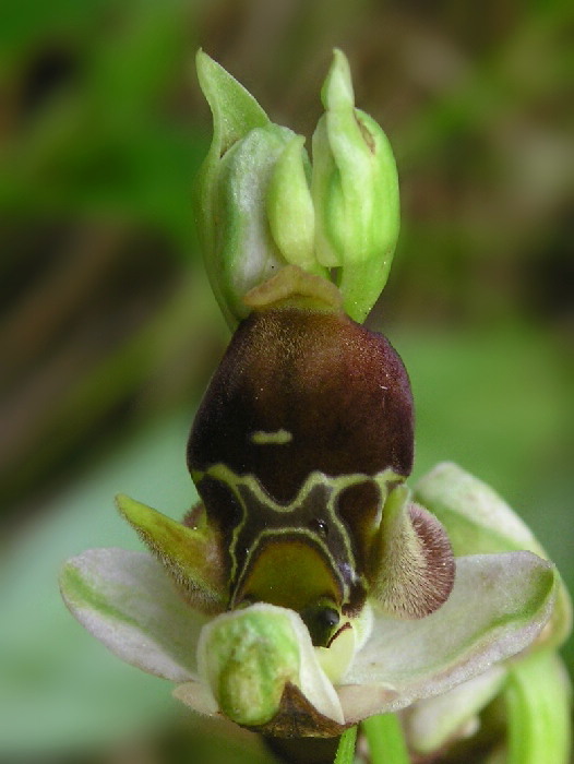 hmyzovník holubyho Ophrys Holubyana András.