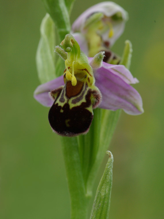hmyzovník včelovitý - tořič včelonosný Ophrys apifera Huds.
