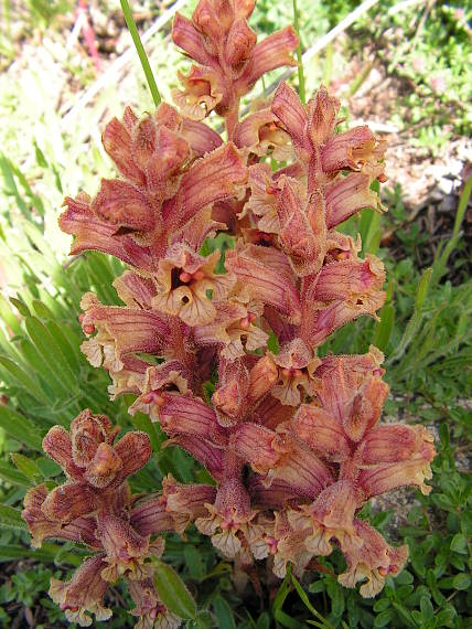 záraza biela Orobanche alba Willd.